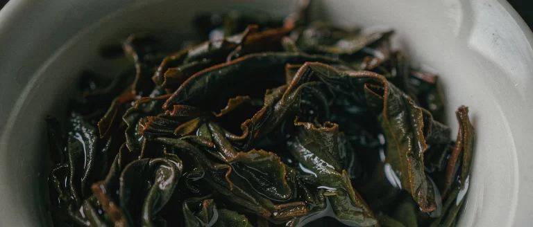 Steeped oolong leaves filling a white porcelain bowl, dark olive green with brown edges