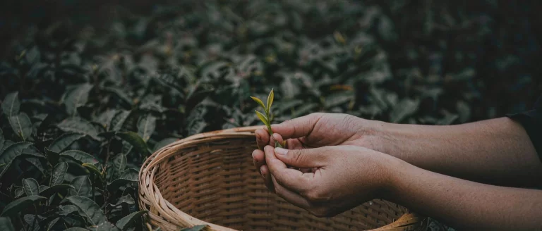 Hands holding a freshly plucked bud and two leaves above a bamboo picking basket, standing between tea bushes