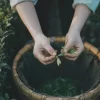 Longjing Pre-Qingming