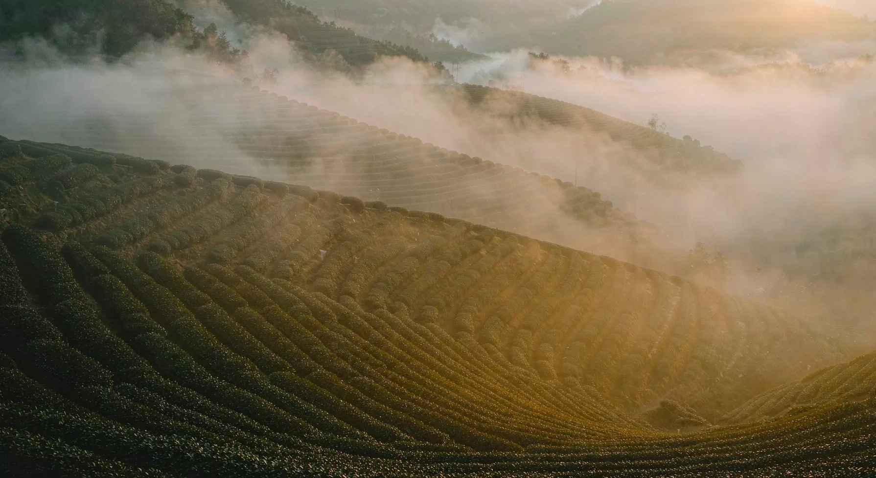 Terraced tea gardens in the Wuyi mountains
